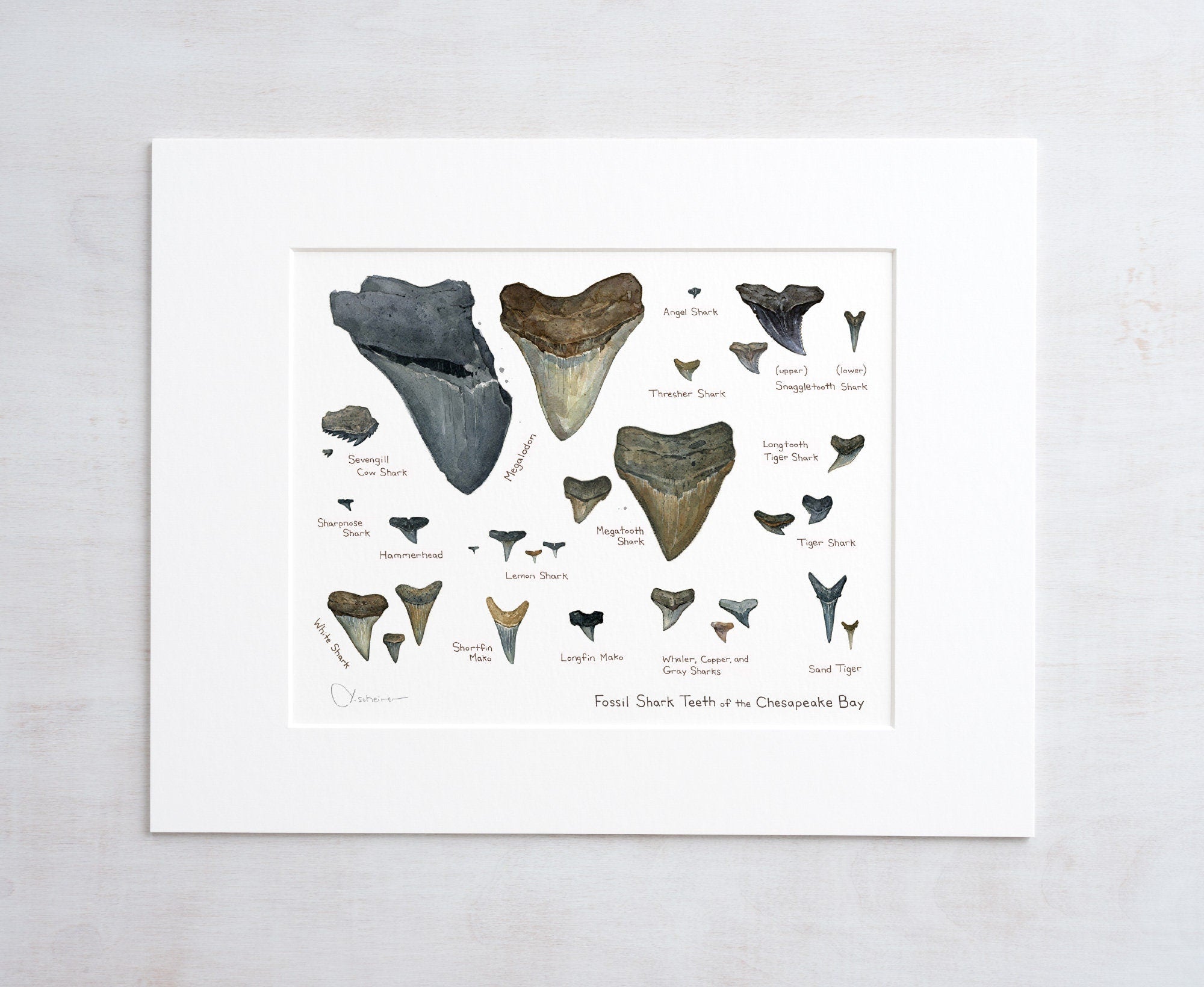 Illustrated Fossil Shark Teeth Chart, Natural History Watercolor Art Print