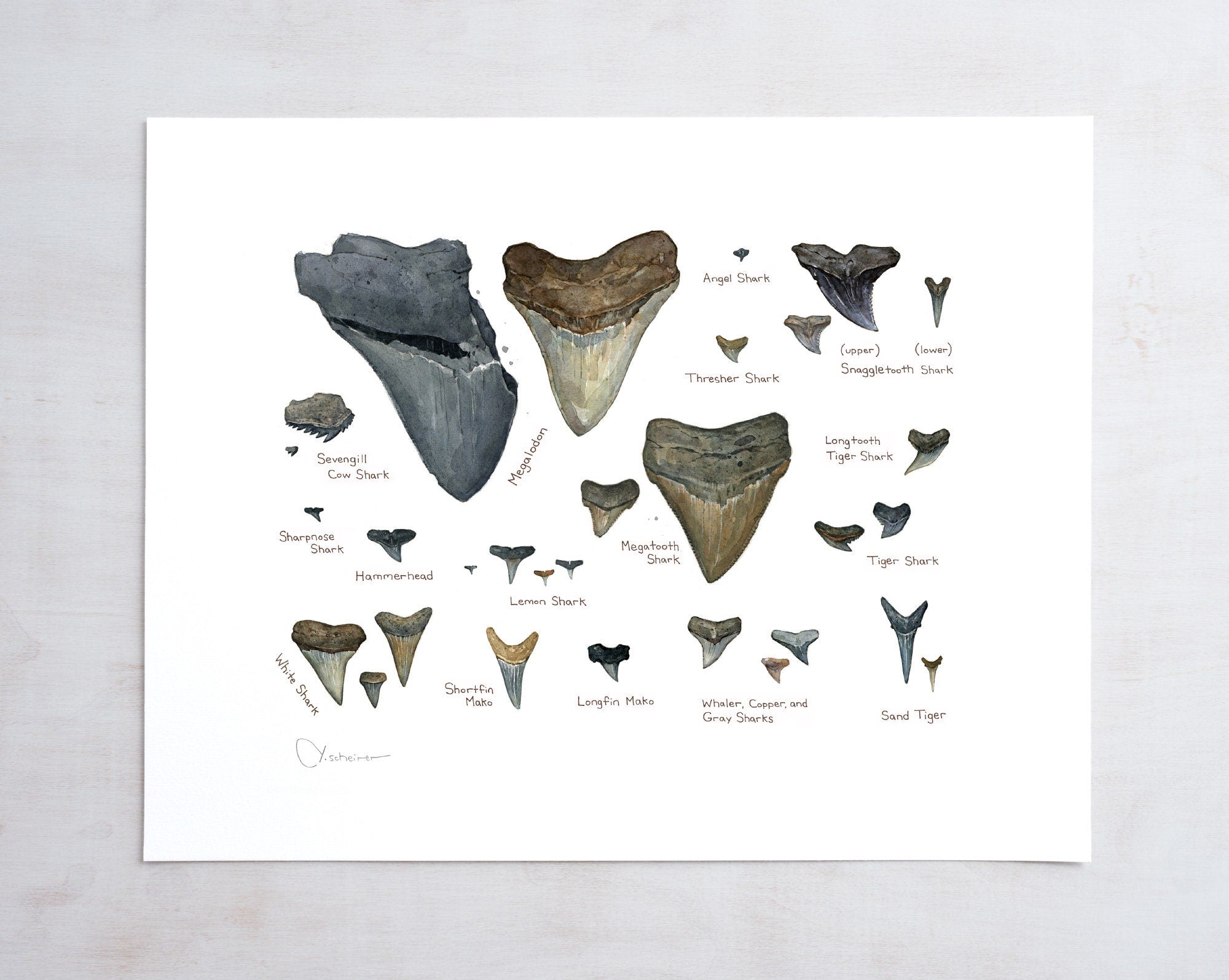 Illustrated Fossil Shark Teeth Chart, Natural History Watercolor Art Print