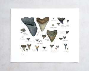 Illustrated Fossil Shark Teeth Chart, Natural History Watercolor Art Print