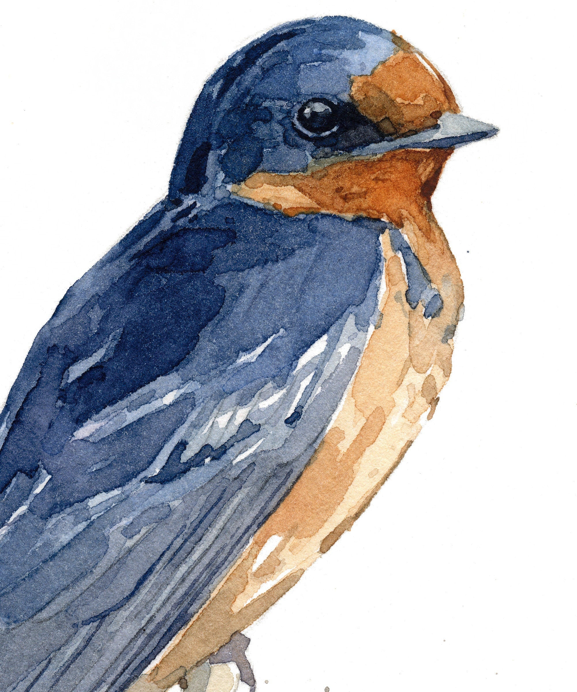 Barn Swallow Watercolor Print, Bird Painting