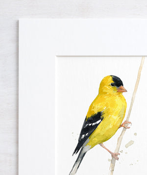 Goldfinch Watercolor Print, Bird Painting