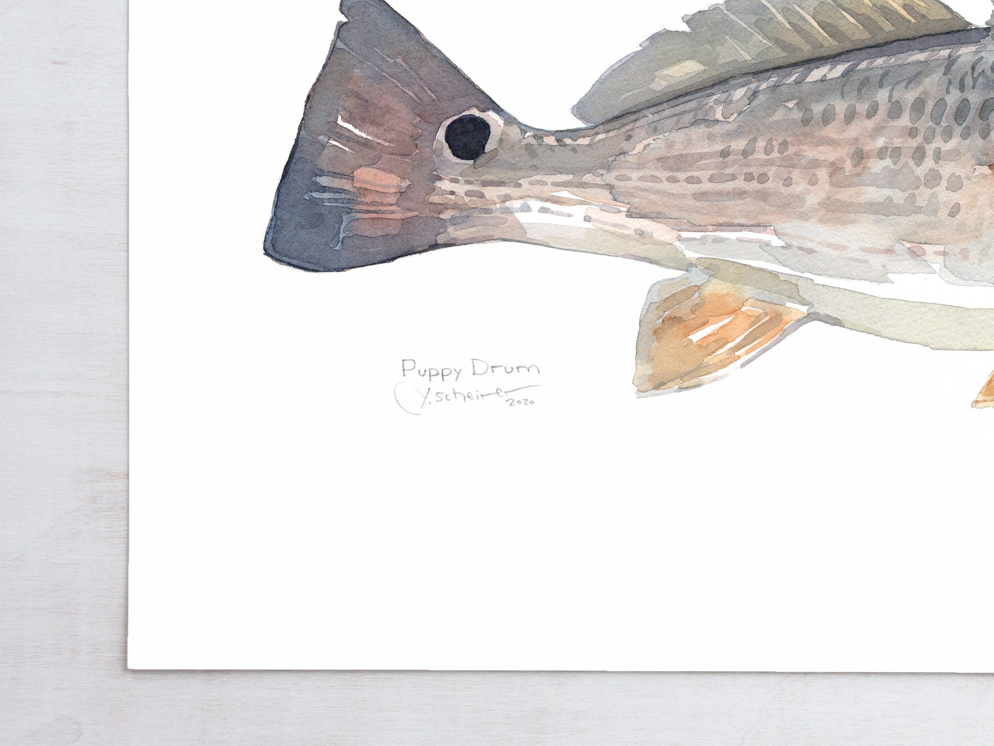 Red Drum Art Print, Puppy Drum Fish Watercolor Painting, Coastal Decor