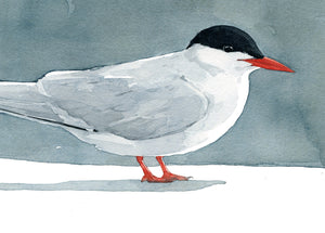 Arctic Tern Watercolor Print, Nautical Bird Wall Art