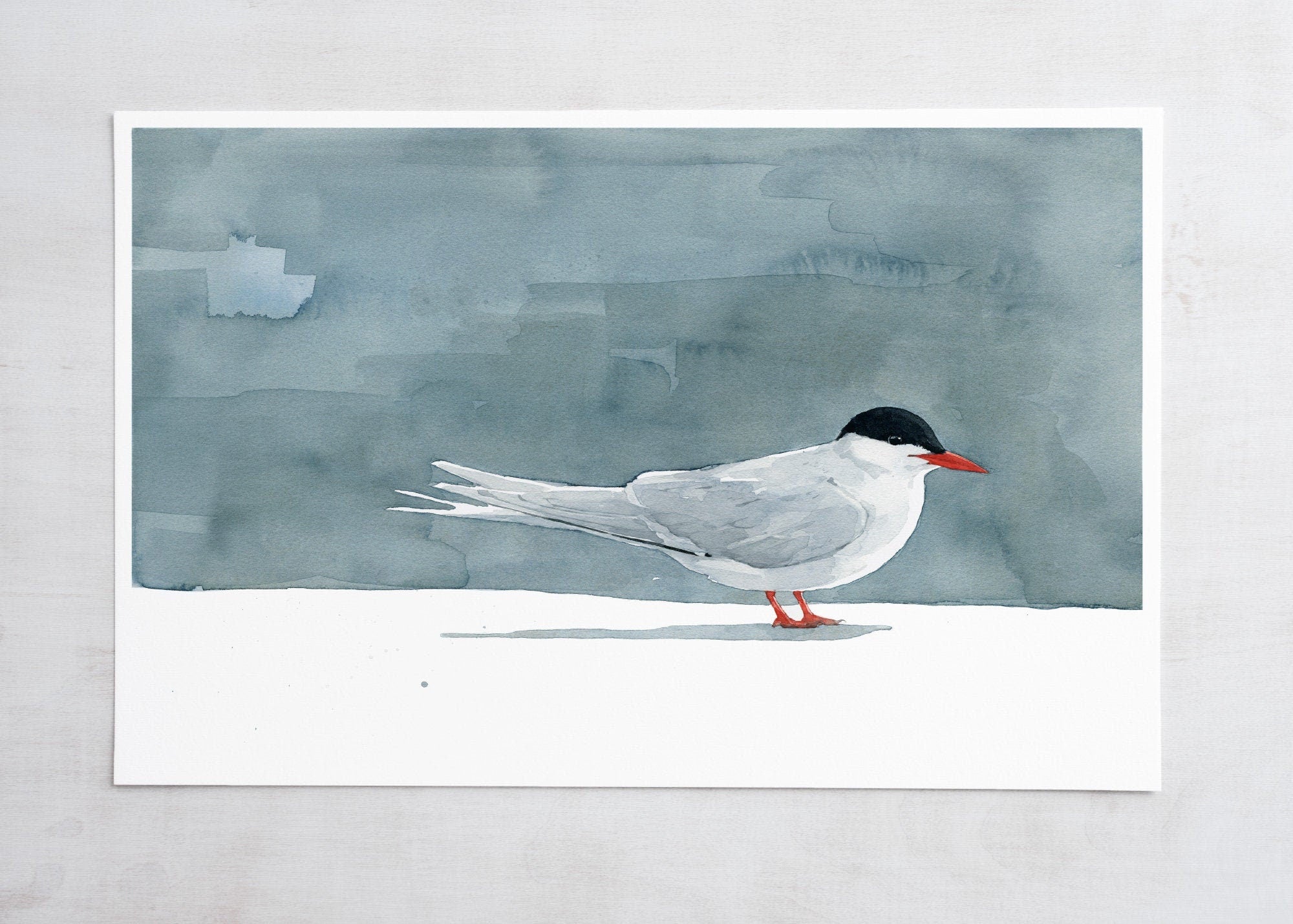 Arctic Tern Watercolor Print, Nautical Bird Wall Art