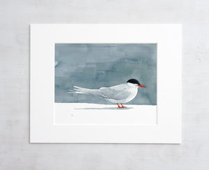 Arctic Tern Watercolor Print, Nautical Bird Wall Art