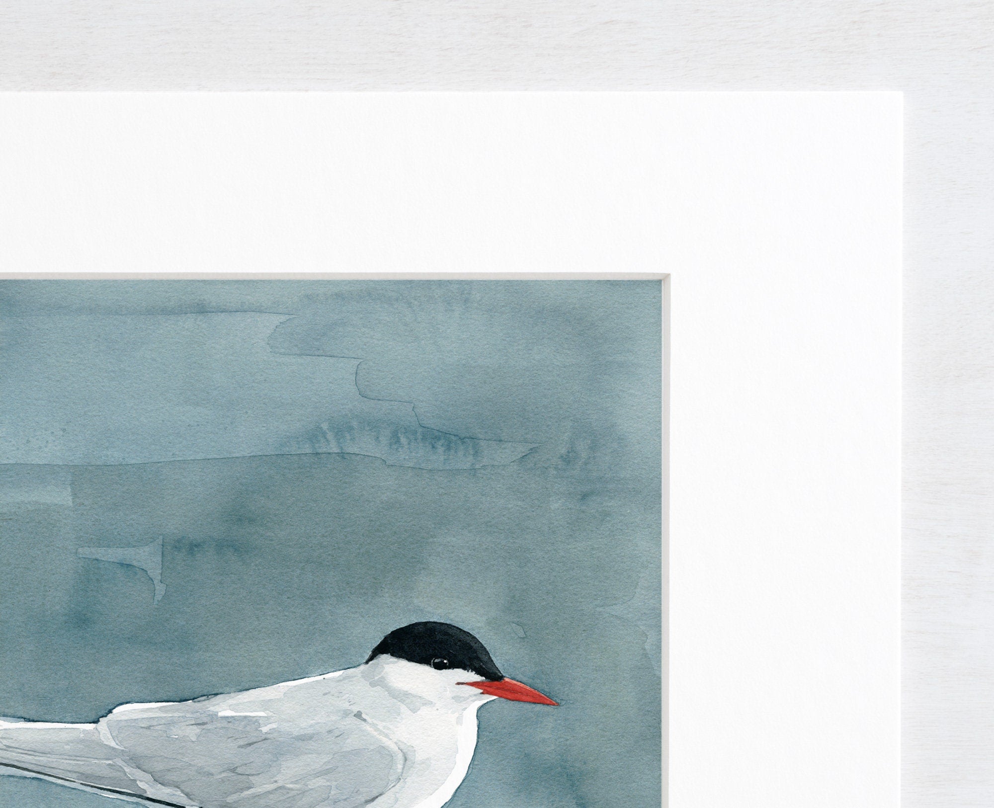 Arctic Tern Watercolor Print, Nautical Bird Wall Art