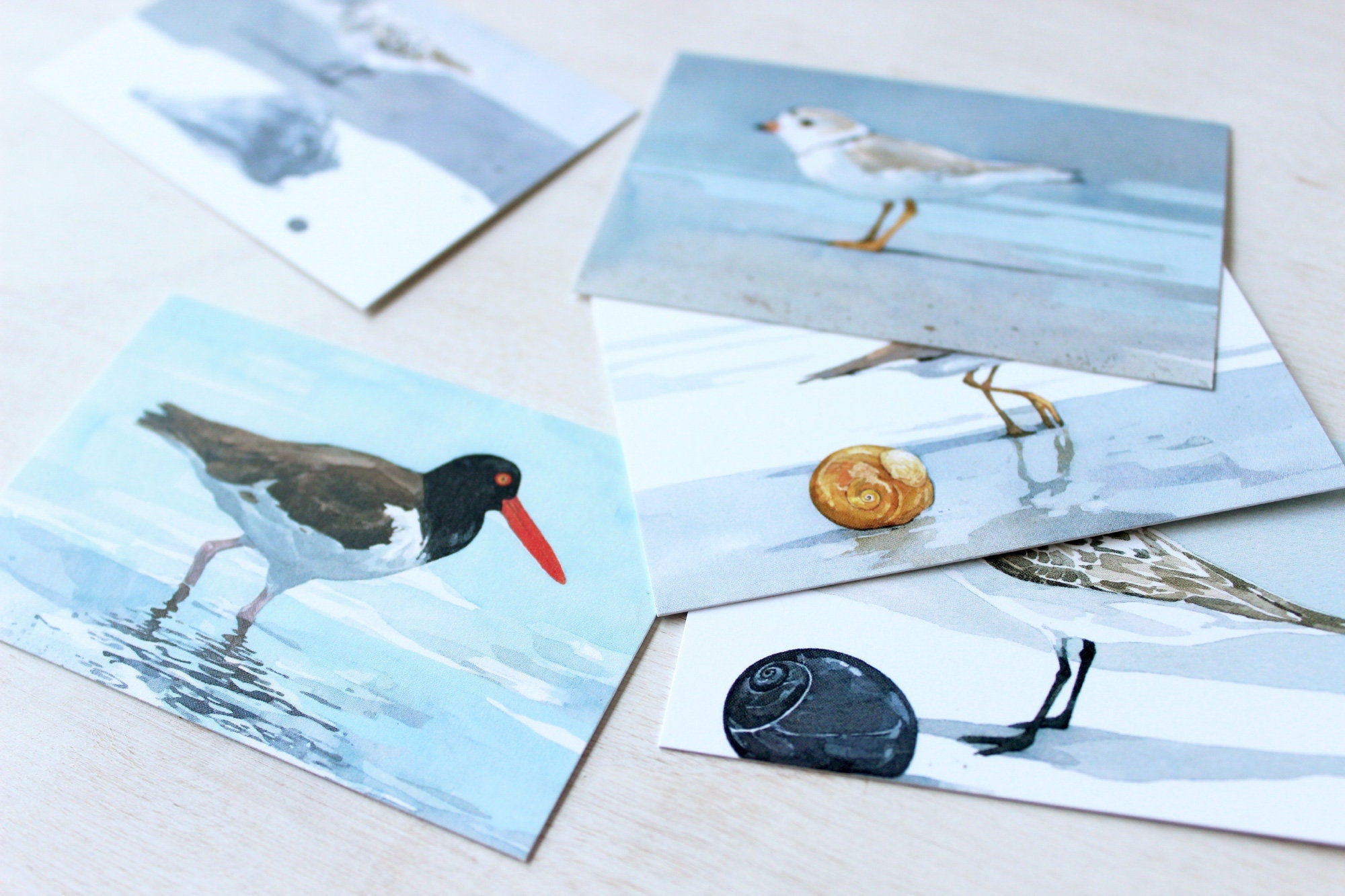 Shorebirds Mini Gift Note Cards