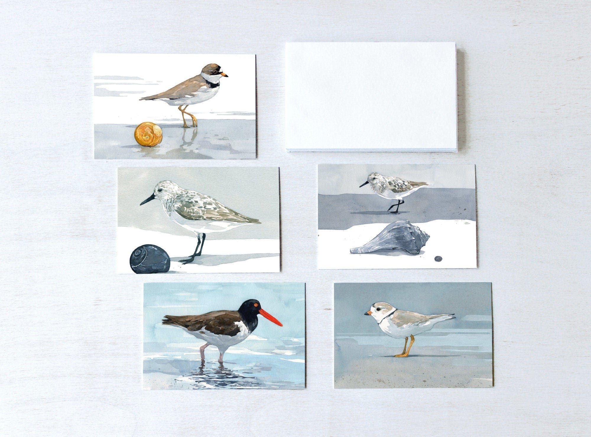 Shorebirds Mini Gift Note Cards