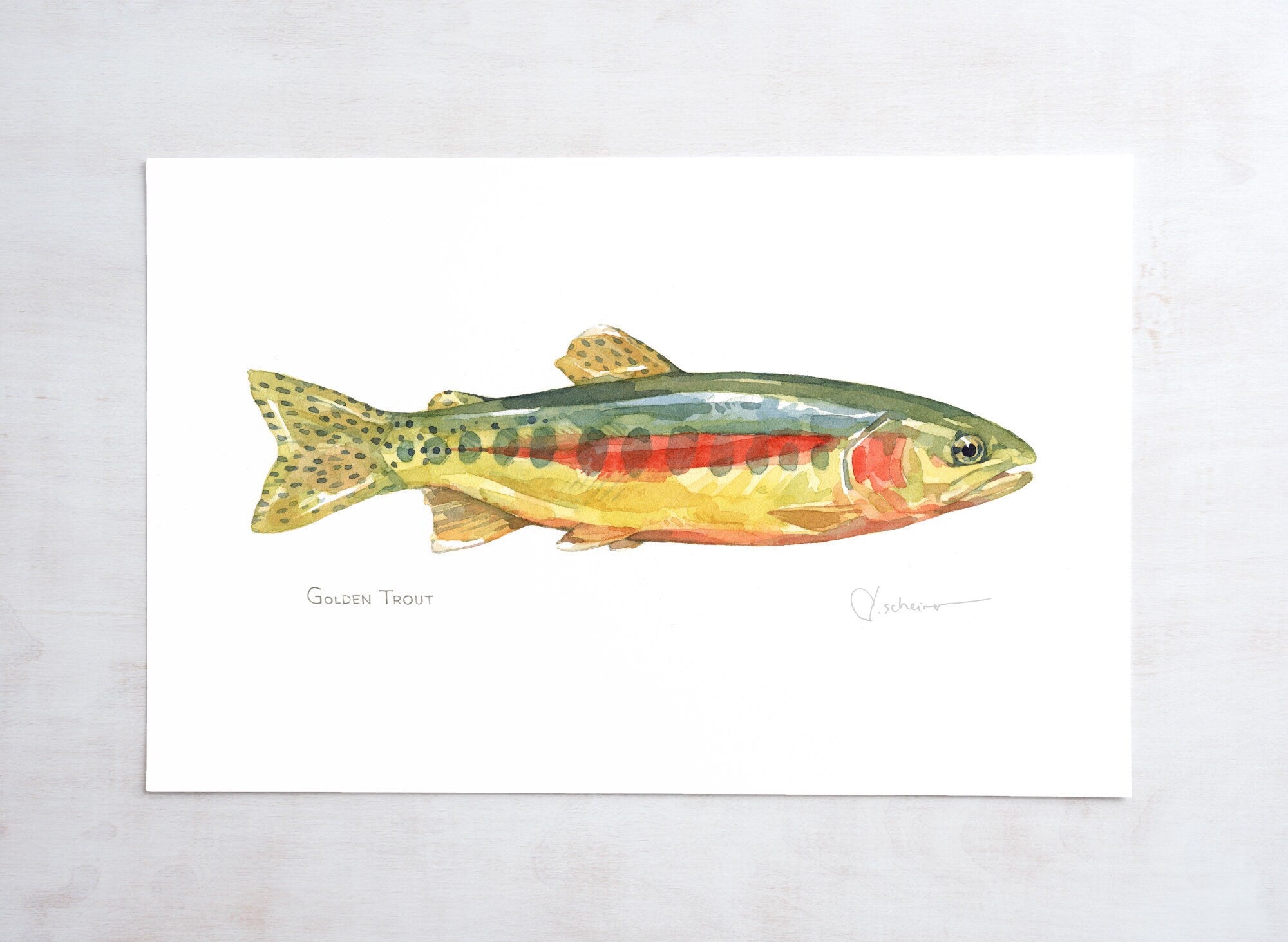 Golden Trout Large Fish Print
