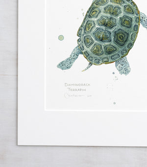 Diamondback Terrapin Art Print, Coastal Turtle Watercolor Wall Art