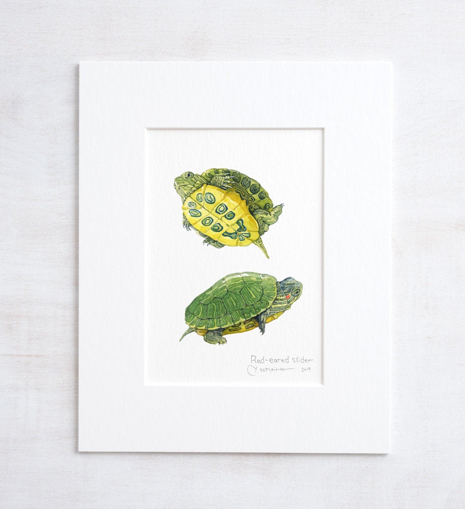 Baby Turtle Watercolor, Pond Turtle Watercolor Nature Study