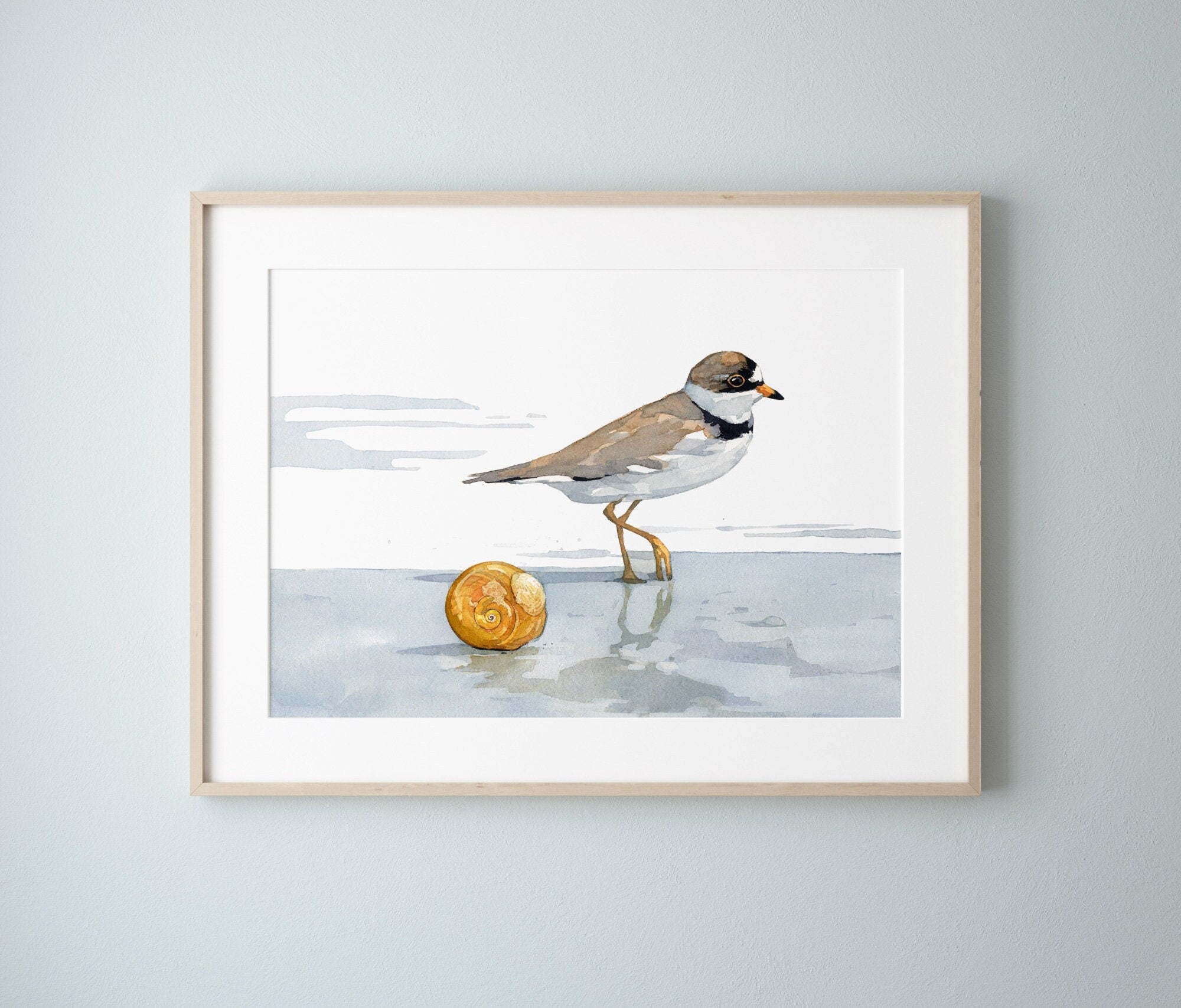 Semipalmated Plover, Shorebird and Shell Watercolor Print, Seaside Print, Beach Art Painting, Sharks Eye Shell