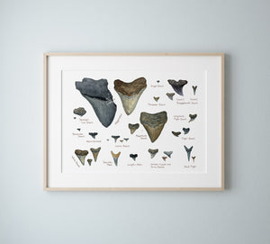 Illustrated Fossil Shark Teeth Chart, Natural History Watercolor Art Print