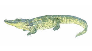 Alligator Print, Watercolor Animal Art Print