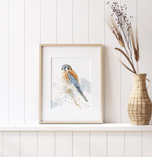 American Kestrel Watercolor Painting, Bird Print