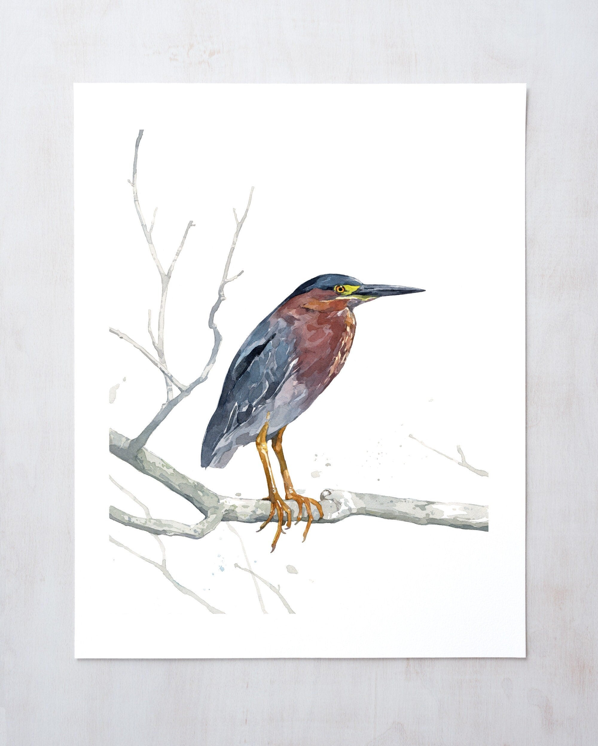 Green Heron Watercolor Print, Coastal Decor, Natural History Bird Art