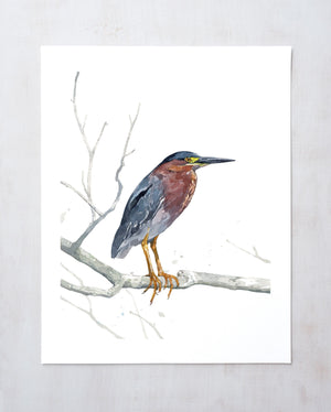 Green Heron Watercolor Print, Coastal Decor, Natural History Bird Art