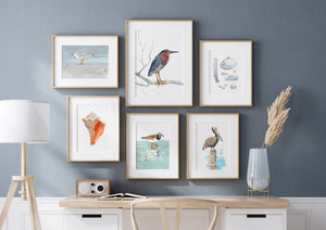 Ruddy Turnstone Shorebird Art Print, Beach Sandpiper Wall Decor