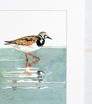 Ruddy Turnstone Shorebird Art Print, Beach Sandpiper Wall Decor