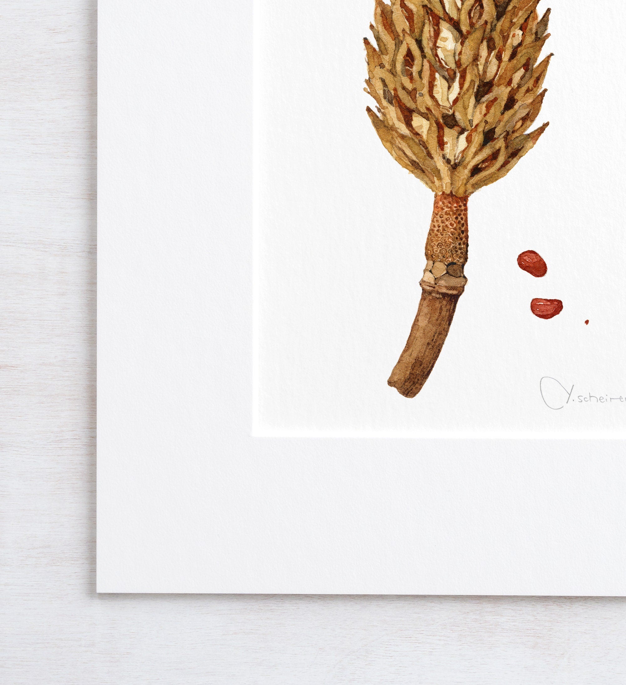 Magnolia Pod Watercolor Print, Rustic Botanical Art Print