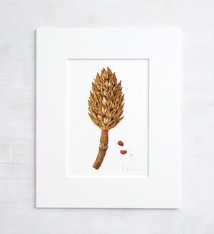 Magnolia Pod Watercolor Print, Rustic Botanical Art Print