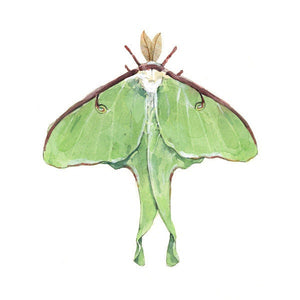 Luna Moth Watercolor Painting Print - Insect illustration