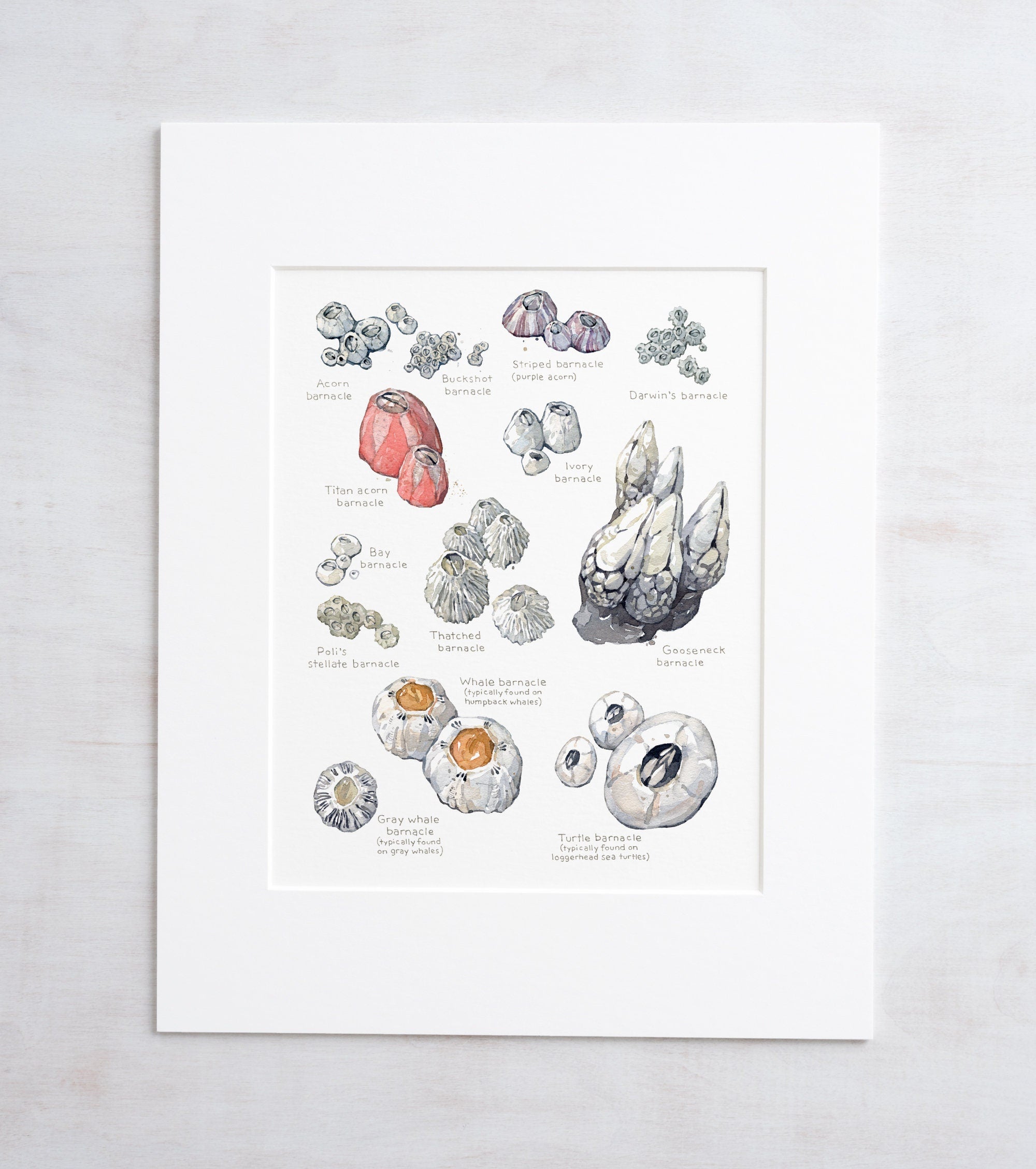 Barnacles Chart Art Print, Nautical Watercolor Painting, Coastal Wall Decor