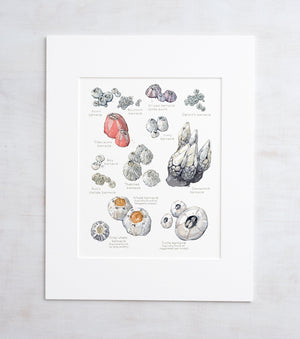Barnacles Chart Art Print, Nautical Watercolor Painting, Coastal Wall Decor