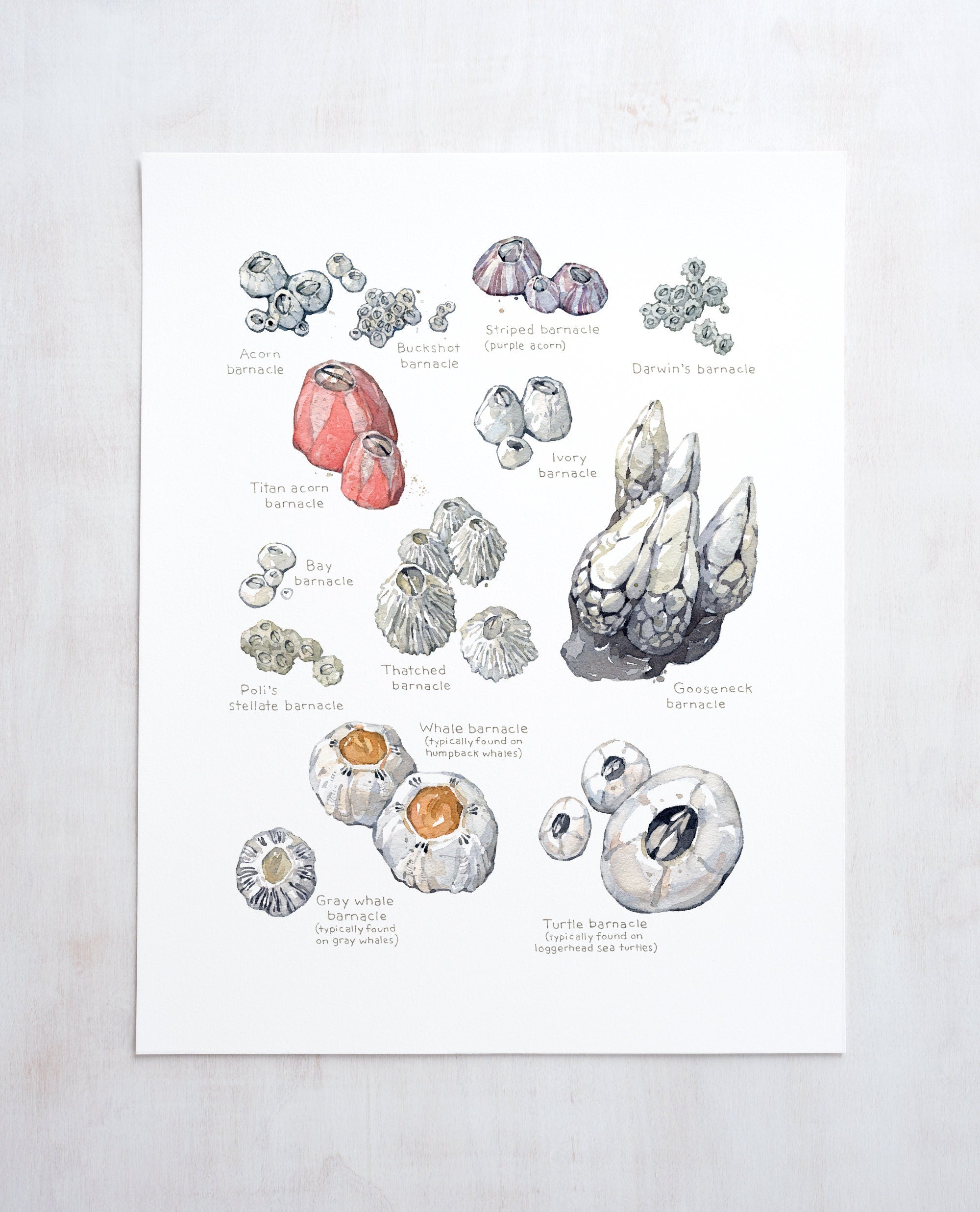 Barnacles Chart Art Print, Nautical Watercolor Painting, Coastal Wall Decor