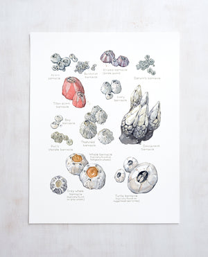 Barnacles Chart Art Print, Nautical Watercolor Painting, Coastal Wall Decor