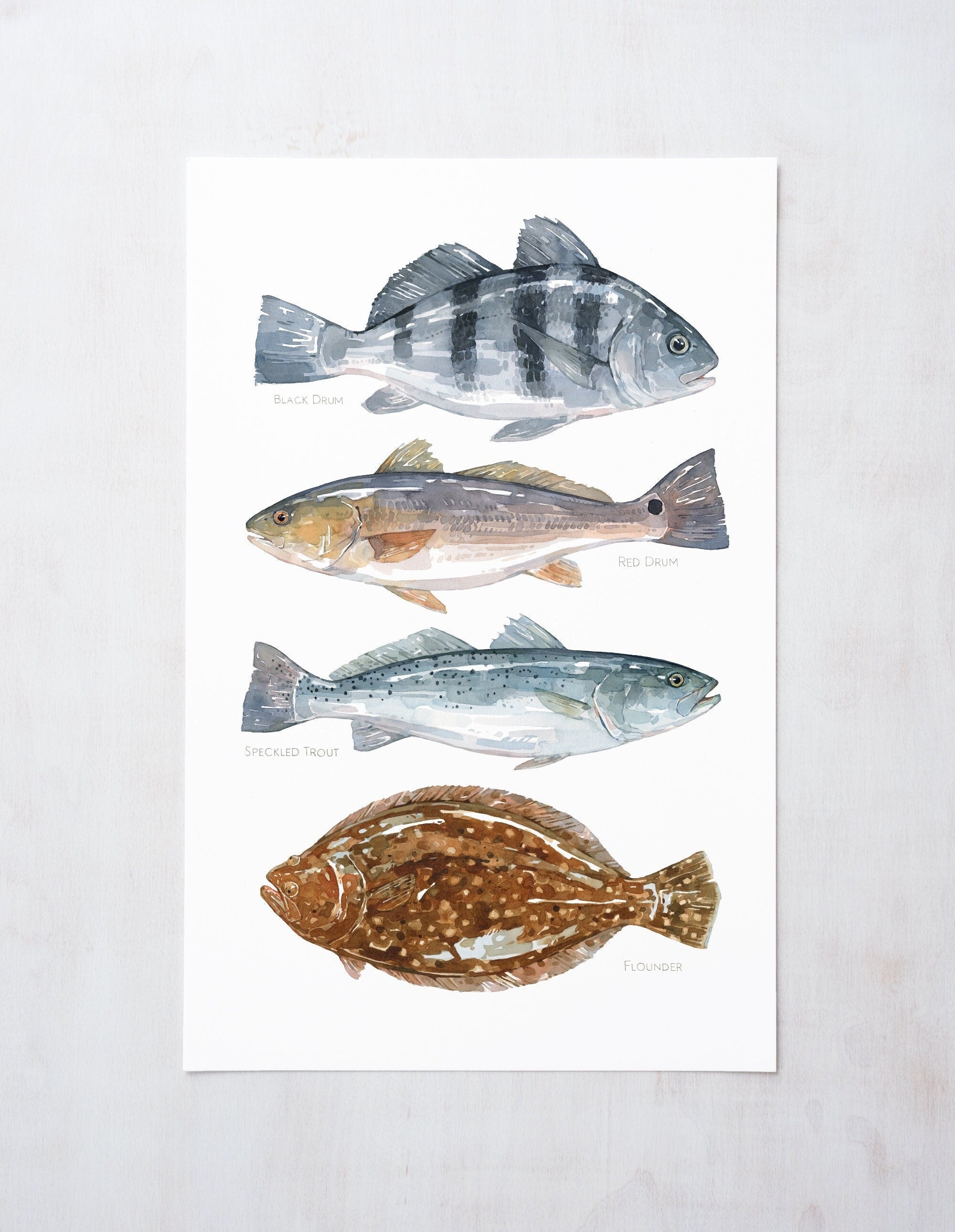 Ocean Fish Art Print, Saltwater Inshore Fish Watercolor