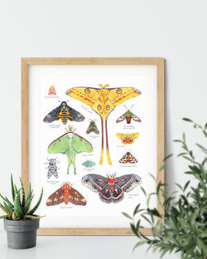 Moth Print, Colorful Insects Watercolor, Animal Chart