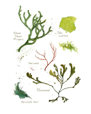 Seaweed Botanical Watercolor Art Print Beach Decor
