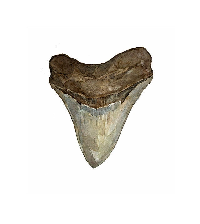 Megalodon Tooth Watercolor Illustration Print