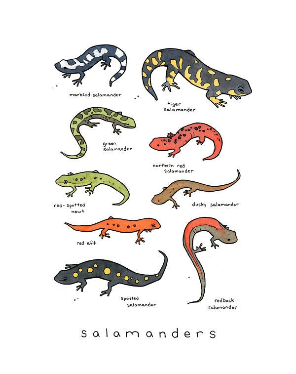 Salamanders Chart Print, Animal Wall Art, Kids Room Wall Decor