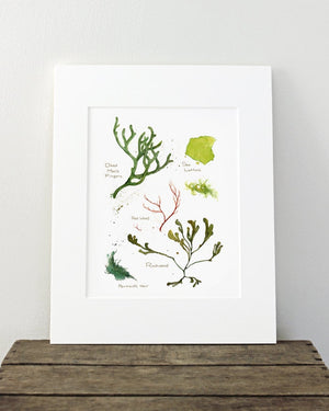 Seaweed Botanical Watercolor Art Print Beach Decor