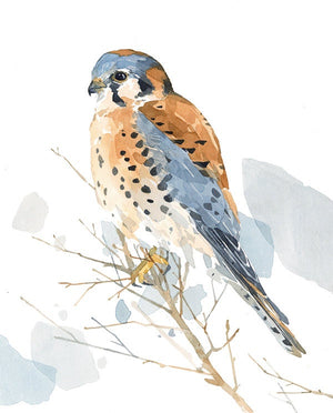 American Kestrel Watercolor Painting, Bird Print