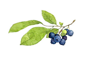 Blueberries Botanical Watercolor Print, Botanical Watercolor