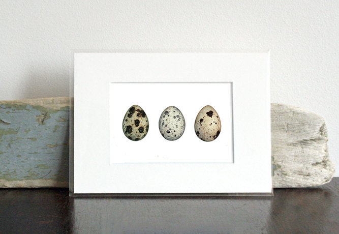 Quail Eggs Watercolor Art Print, Modern Farmhouse Wall Art, Rustic Decor