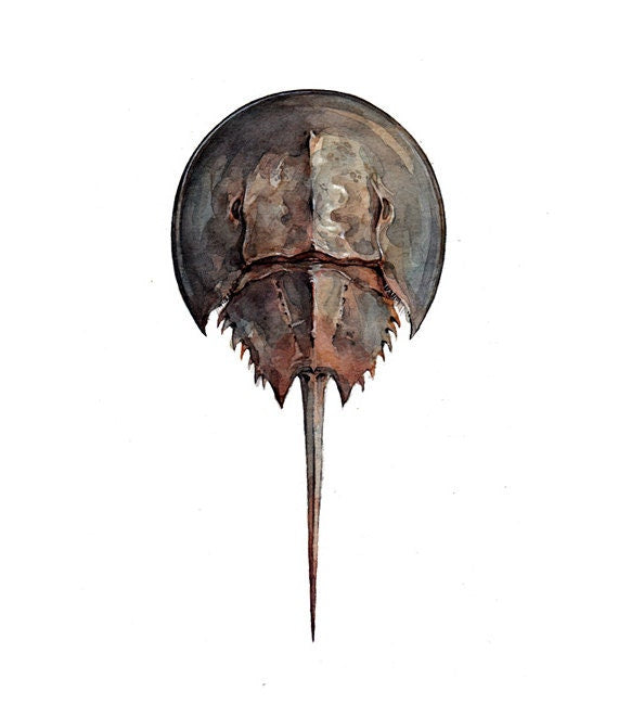 Horseshoe Crab Watercolor Painting, Seashore Beach Print