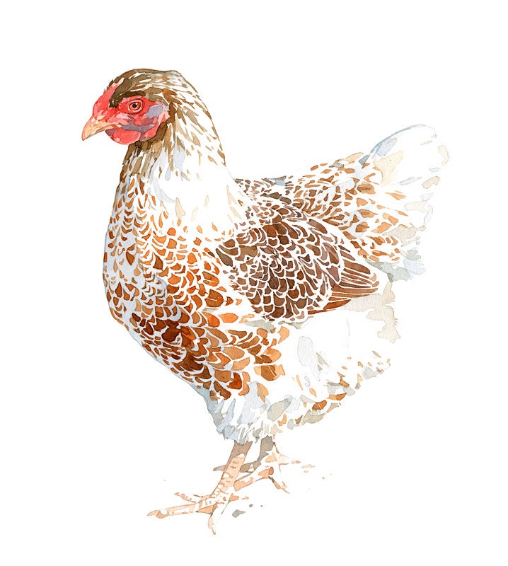 Chicken Watercolor Print, White and Brown Hen, 8x10 Farm Animal Print