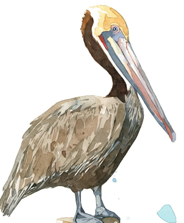 Pelican Watercolor Art Print, Nautical Bird Painting, Coastal Decor