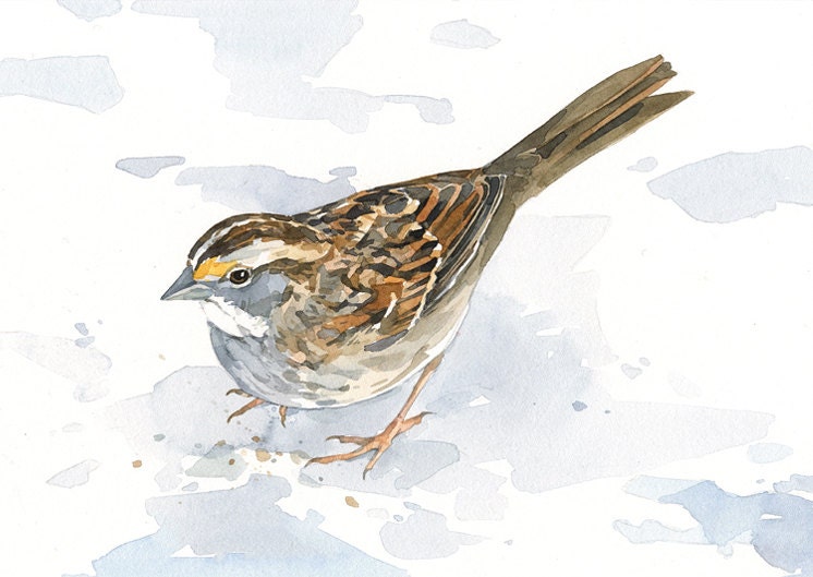 Sparrow Art Print, Bird Watercolor Painting, White Throated Sparrow Audubon Art