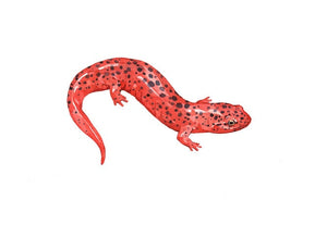 Red Salamander Art Print, Animal Watercolor Painting