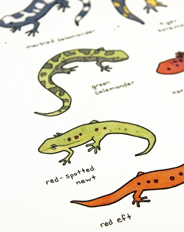 Salamanders Chart Print, Animal Wall Art, Kids Room Wall Decor